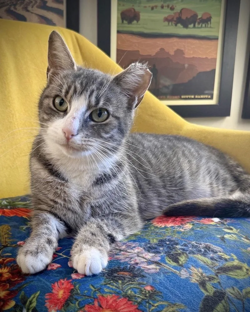 Sugarbeans thumbnail 3