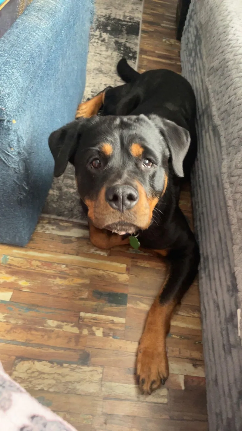 Sugarplum thumbnail 3