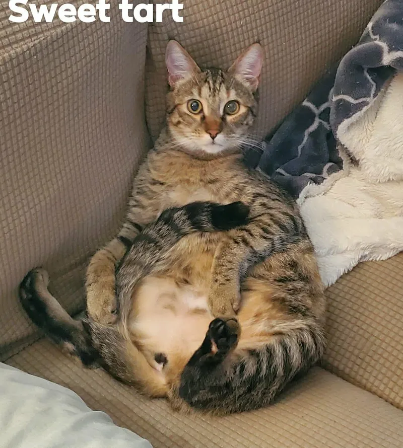 Sweet Tart thumbnail 2