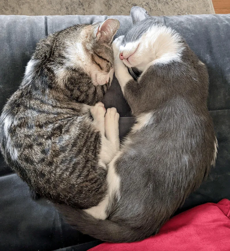 Checkers & Chess thumbnail 2