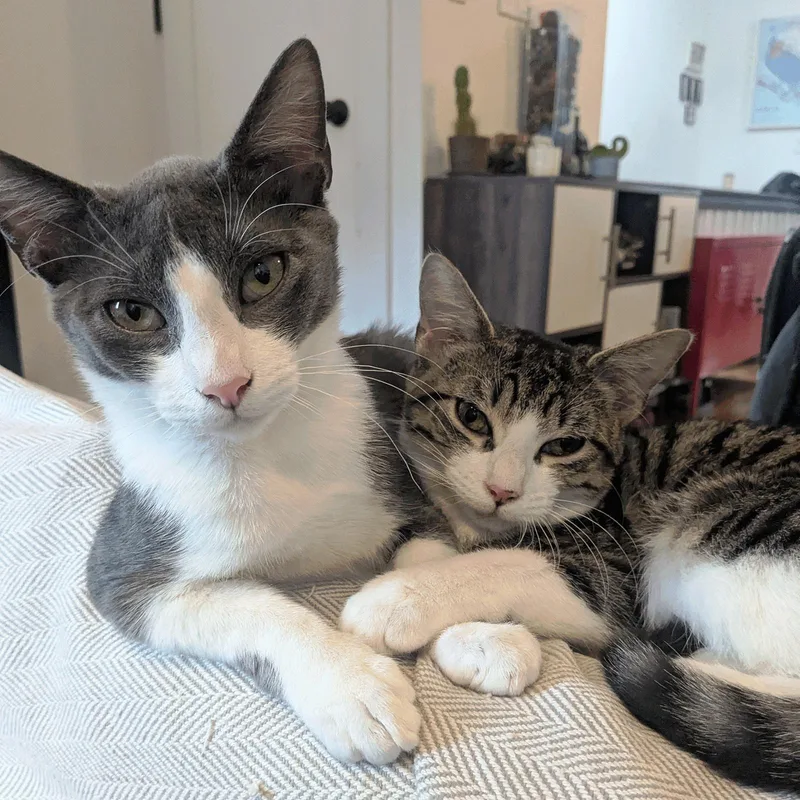 Checkers & Chess thumbnail 3