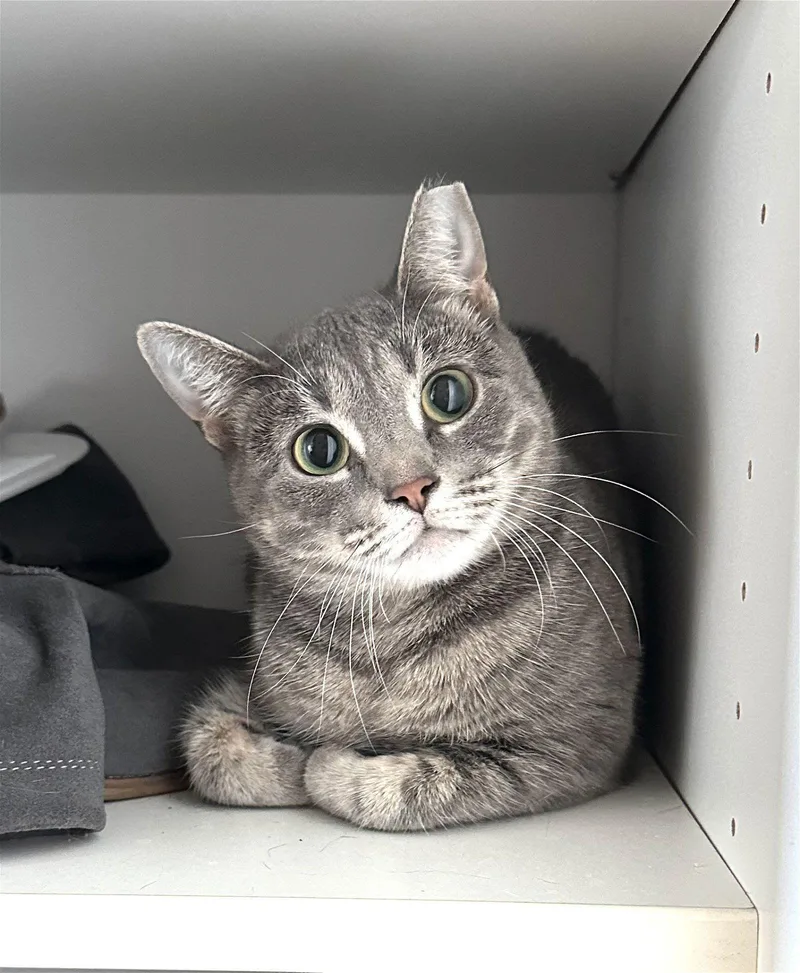 Cosmo And Luna thumbnail 2