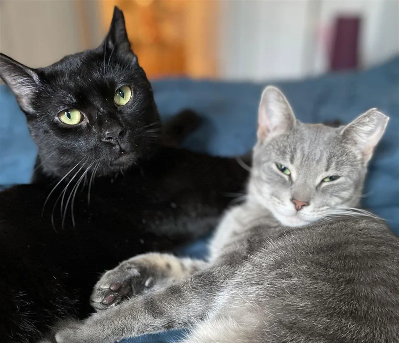 Cosmo And Luna thumbnail 3