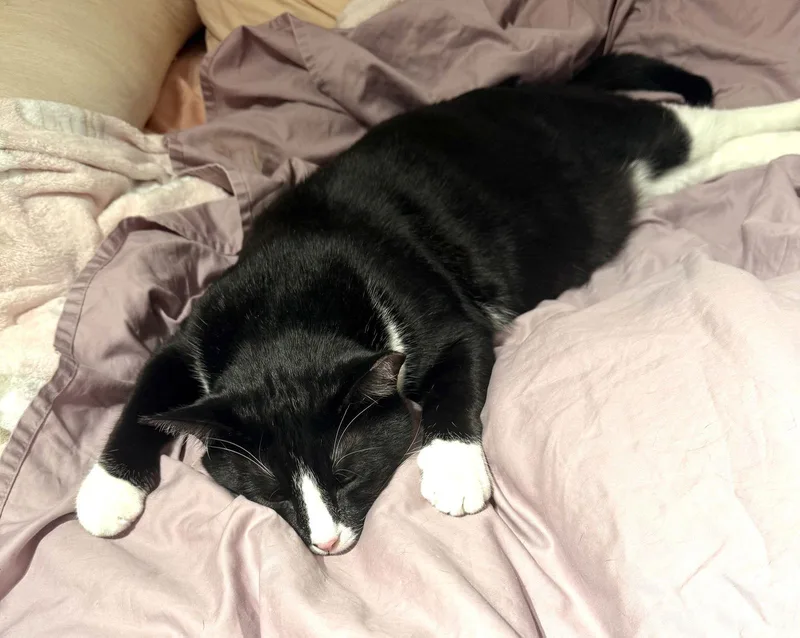 Jellybean thumbnail 2