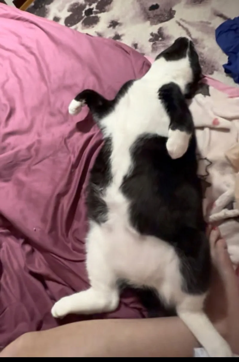 Jellybean thumbnail 3