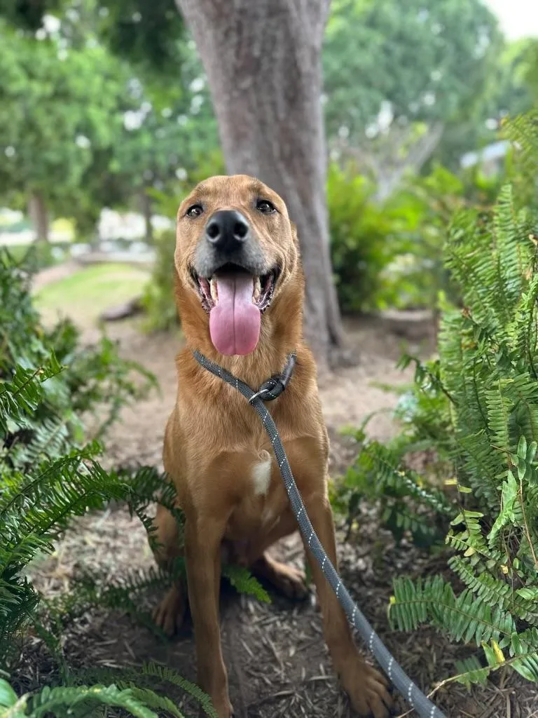 Scooby Doo thumbnail 3