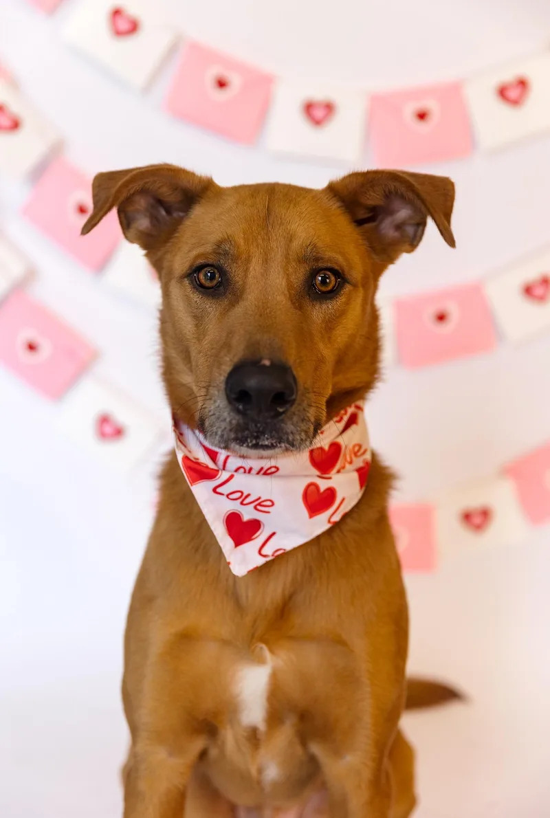 Scooby Doo thumbnail 5