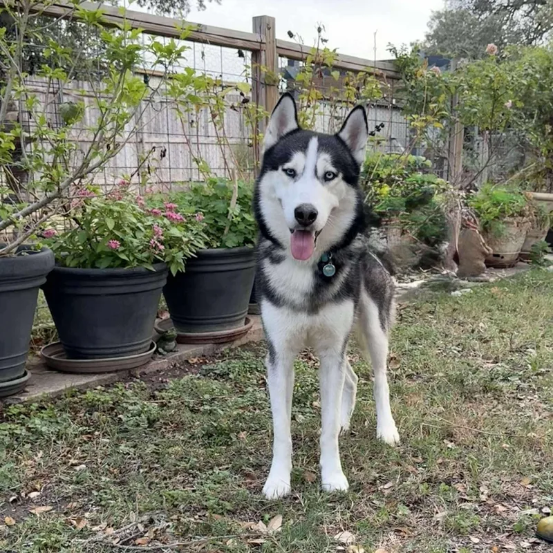 Sokka Is A Cool thumbnail 6