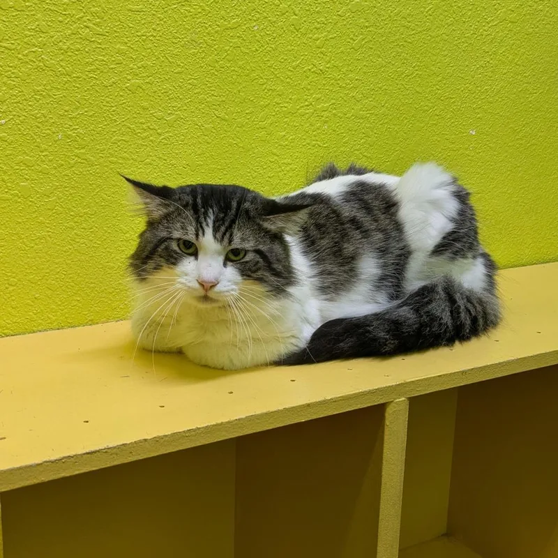 Handsome thumbnail 2