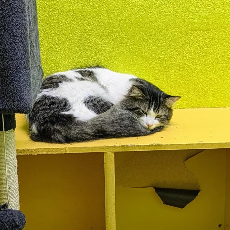 Handsome thumbnail 3