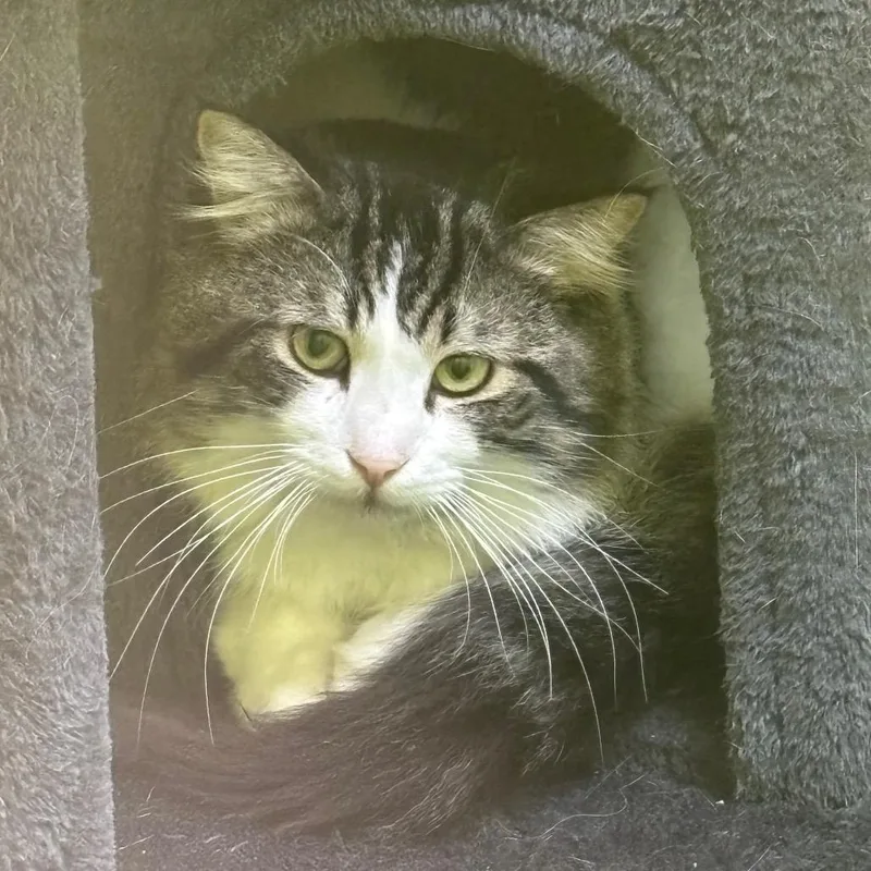 Handsome thumbnail 5