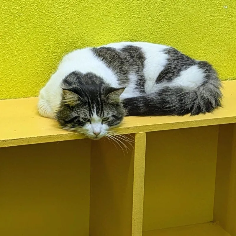 Handsome thumbnail 6