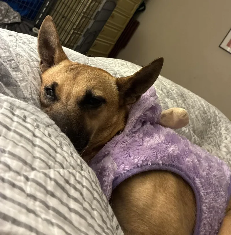 Pita Chip thumbnail 2