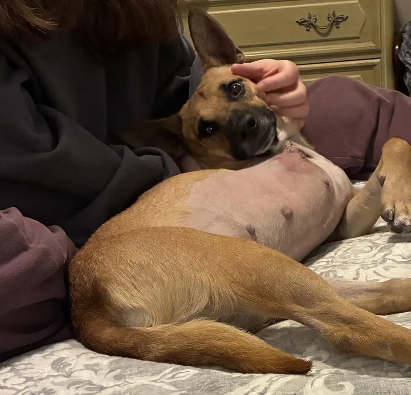 Pita Chip thumbnail 3