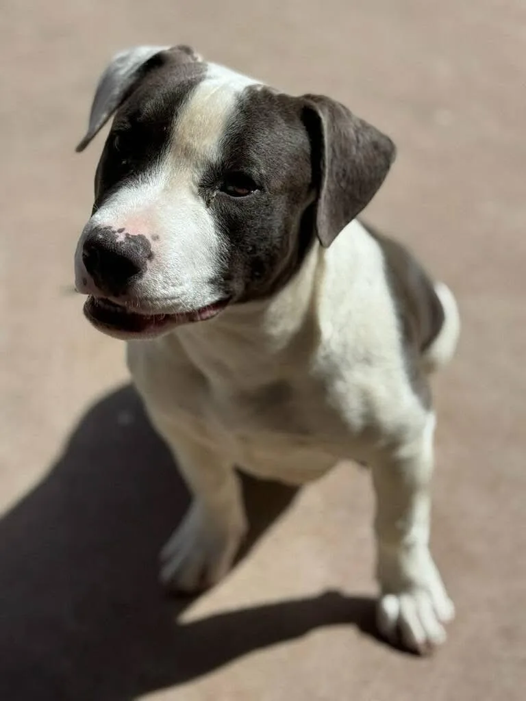 Renegade thumbnail 3