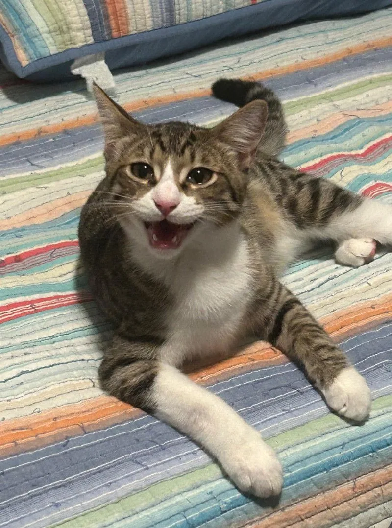 Kringle .. thumbnail 2