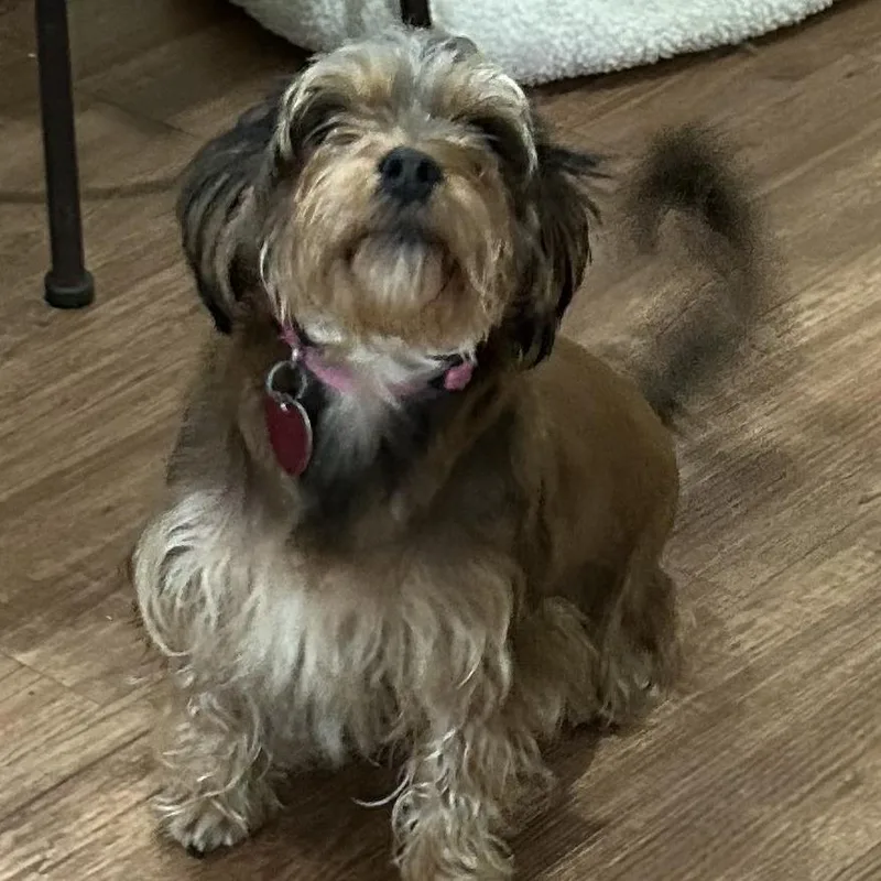 Cookie Anne thumbnail 2