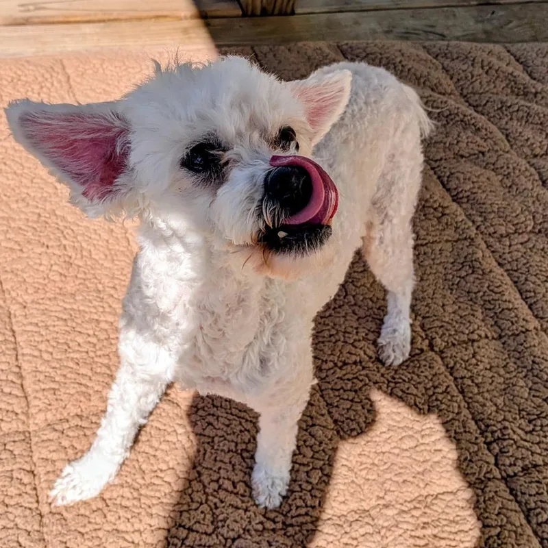 Fidget Fae thumbnail 2