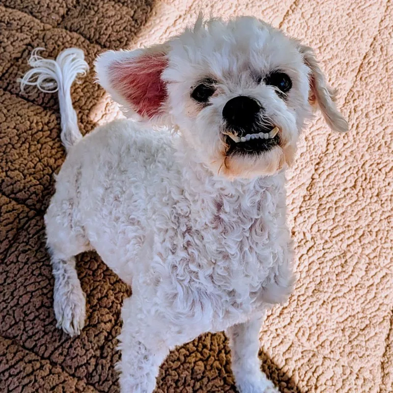 Fidget Fae thumbnail 3