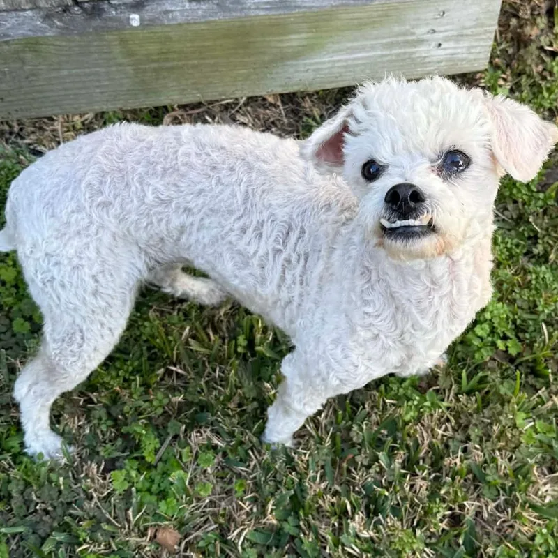 Fidget Fae thumbnail 5