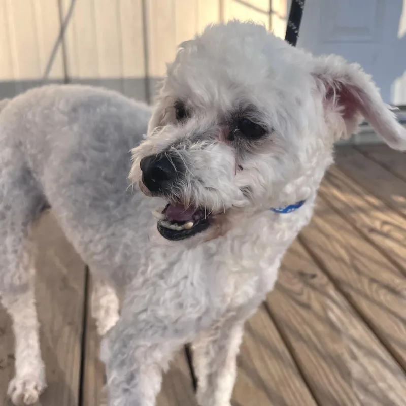 Fidget Fae thumbnail 6