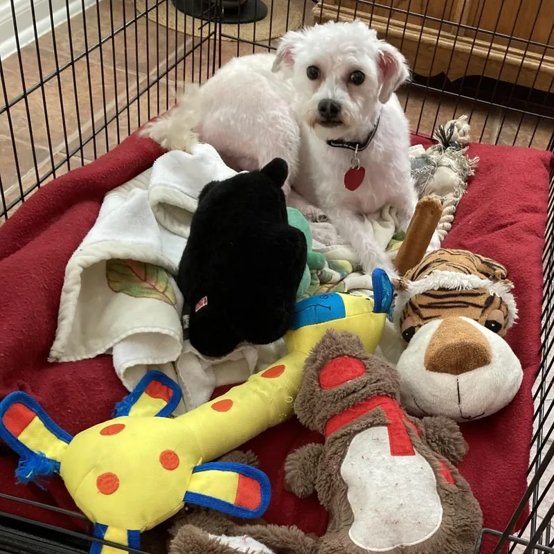 Finnegan thumbnail 2