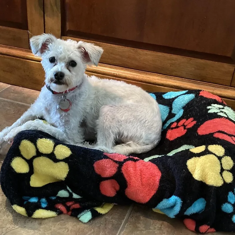 Finnegan thumbnail 3