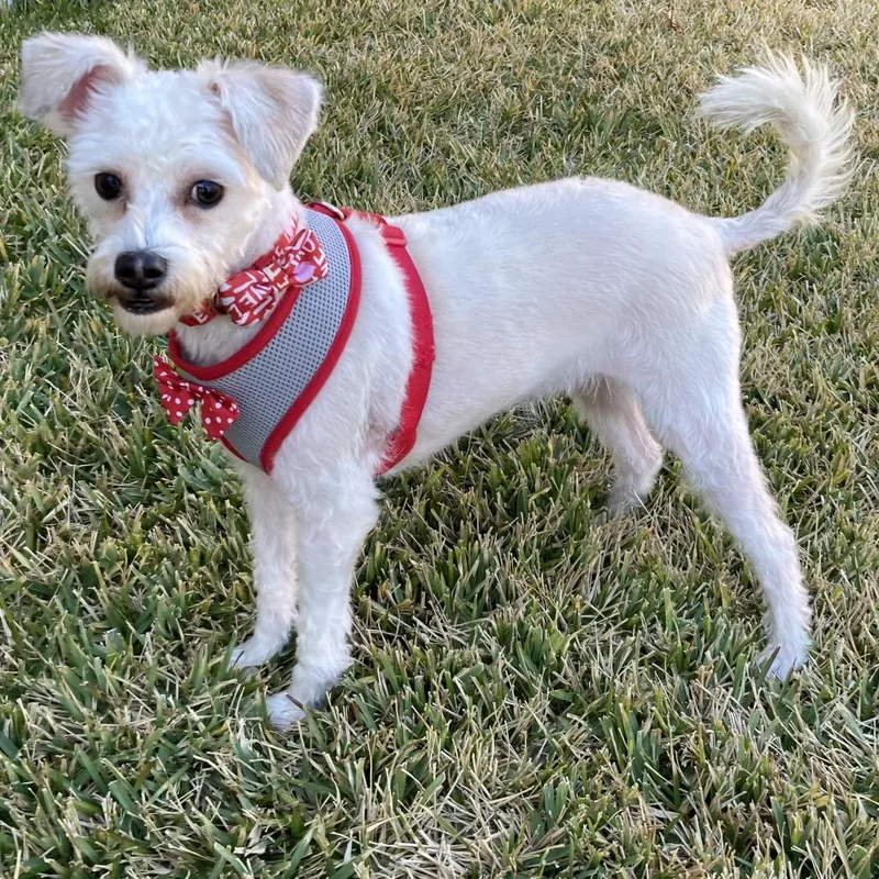 Finnegan thumbnail 4