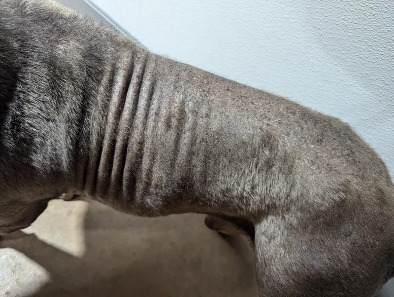 Mr. Worldwide thumbnail 2