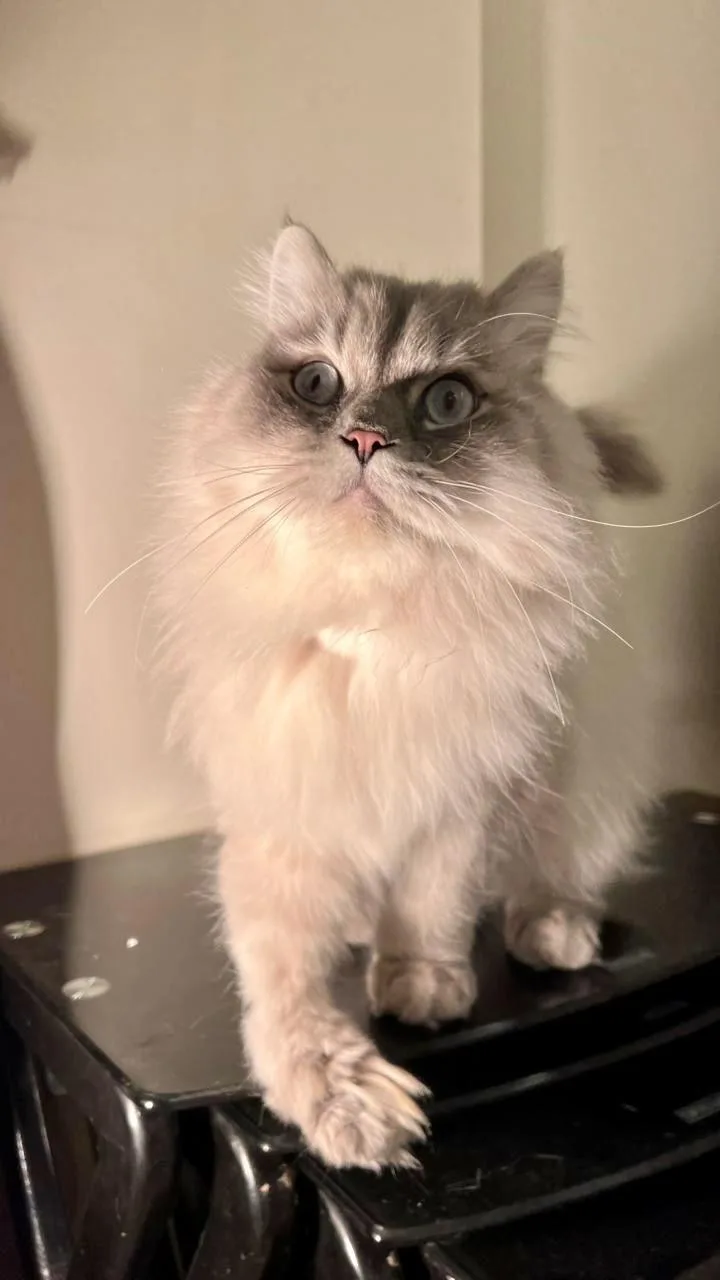 Mint  The Gentlest thumbnail 2