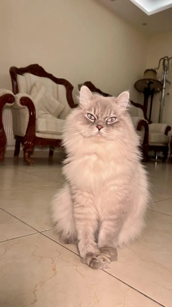 Mint  The Gentlest thumbnail 3