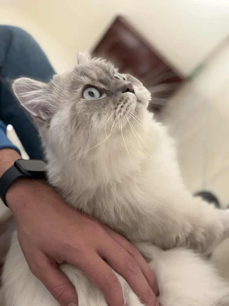 Mint  The Gentlest thumbnail 4