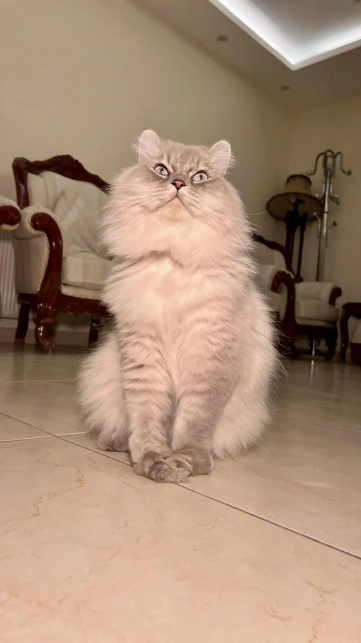 Mint  The Gentlest thumbnail 6