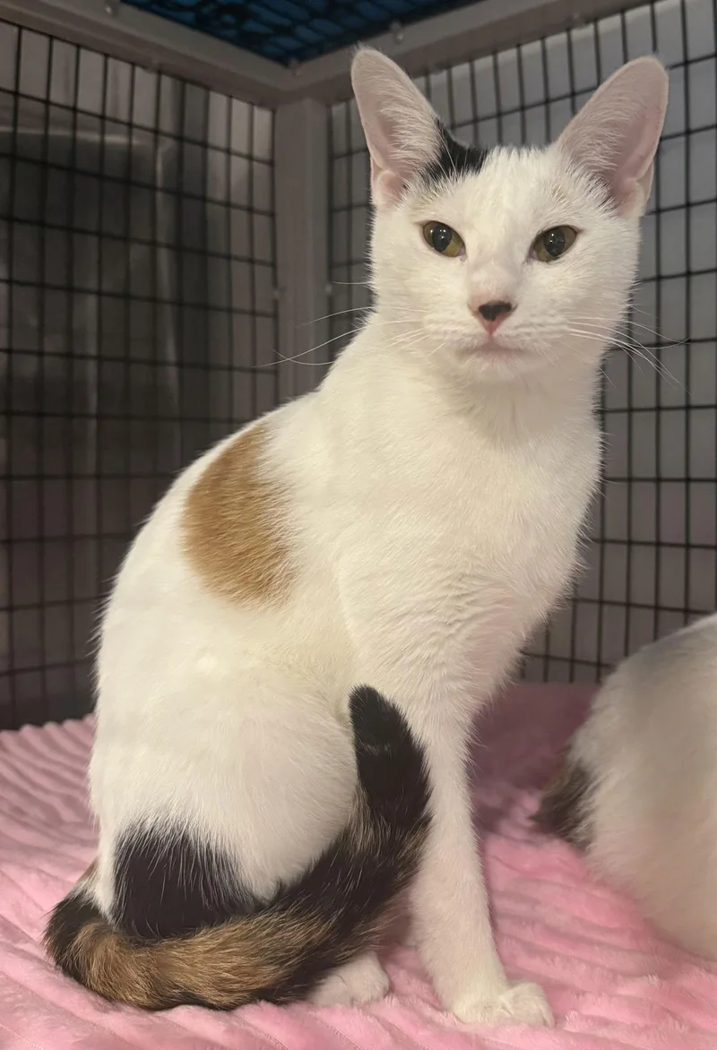 Calalily .. thumbnail 2