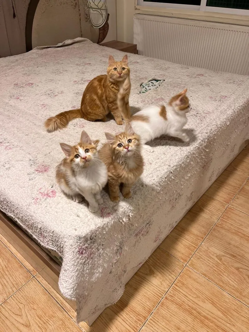 Callo  The Fuzzy thumbnail 2