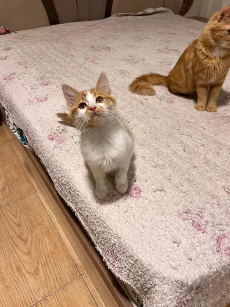 Callo  The Fuzzy thumbnail 4