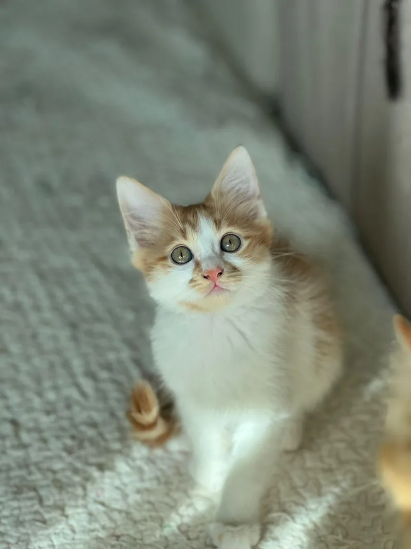 Callo  The Fuzzy thumbnail 5