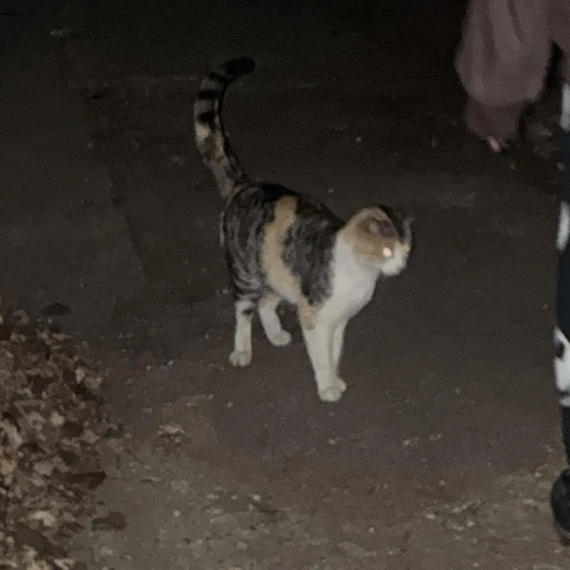 Found Elmore thumbnail 2