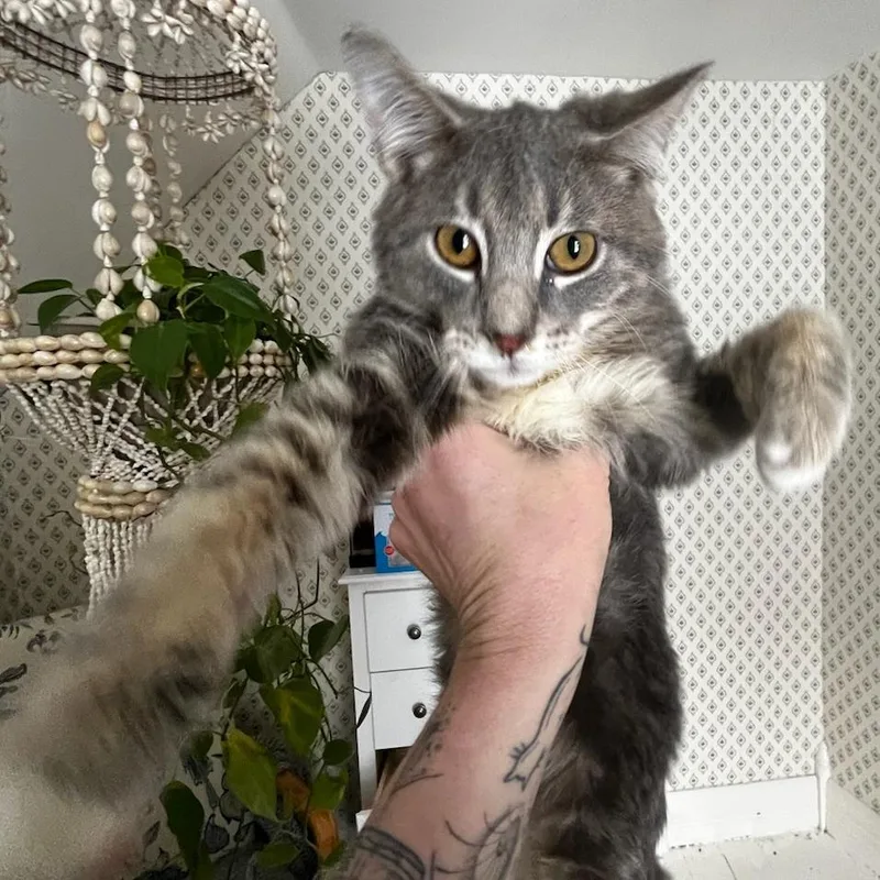 Wobbles Cerebellar Hypoplasia