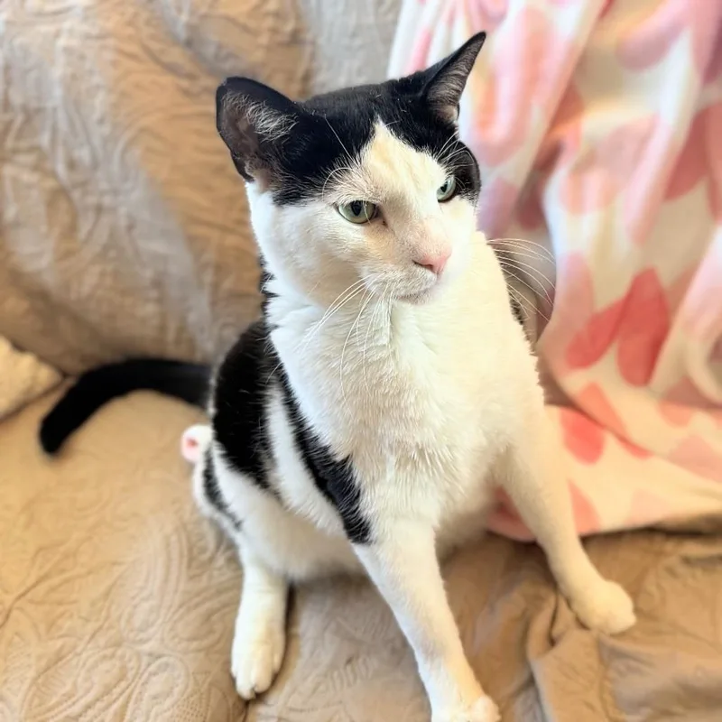 Nicholas thumbnail 2