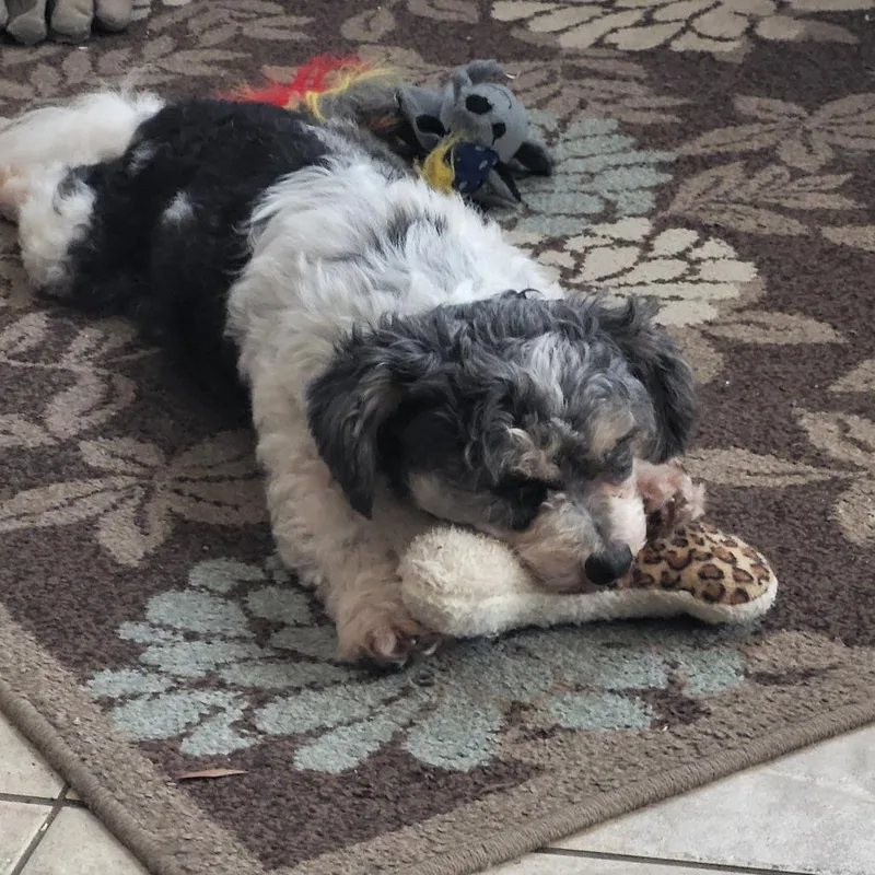 Nutmeg Nox thumbnail 2