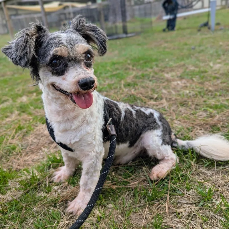 Nutmeg Nox thumbnail 3