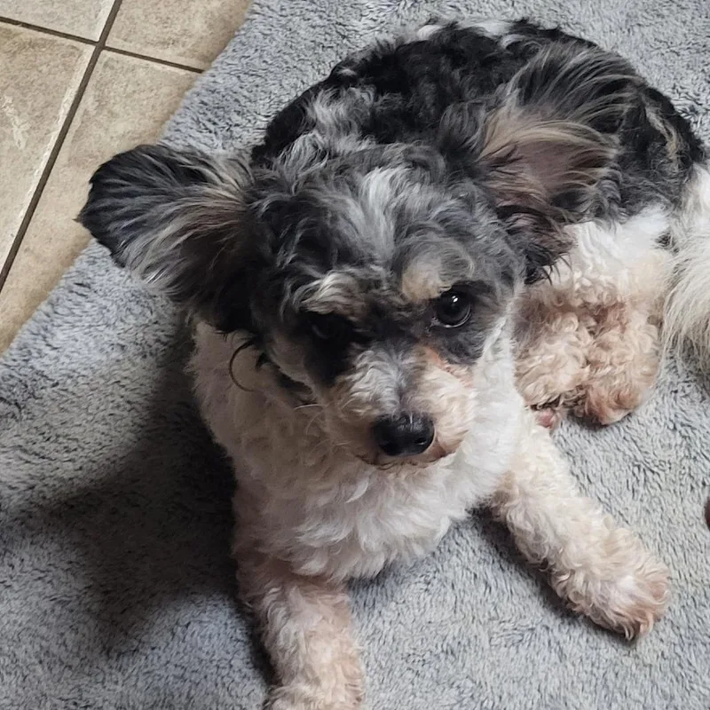 Nutmeg Nox thumbnail 4