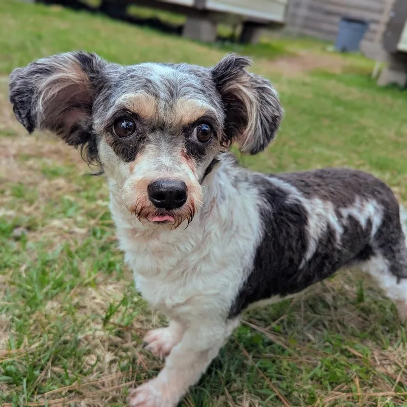 Nutmeg Nox thumbnail 5