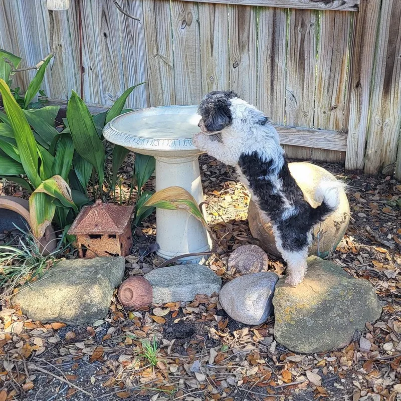 Nutmeg Nox thumbnail 6