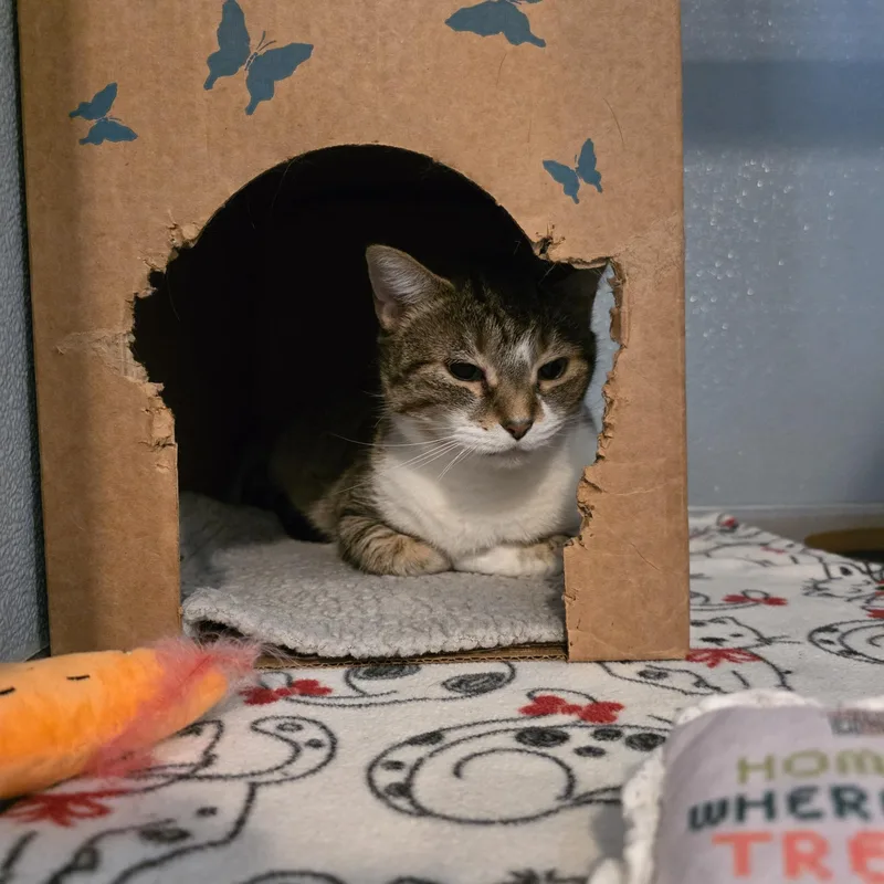 Cruella De Vil thumbnail 2