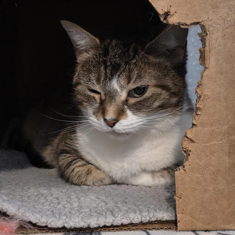 Cruella De Vil thumbnail 4