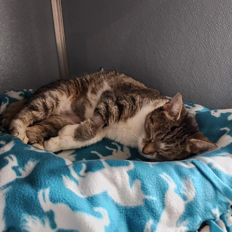 Cruella De Vil thumbnail 5