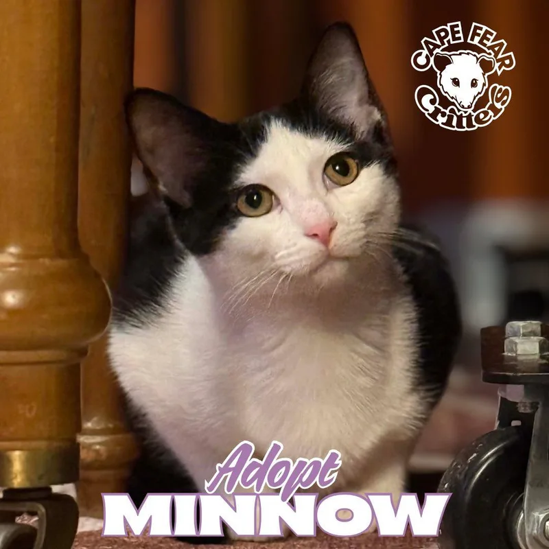 Minnow
