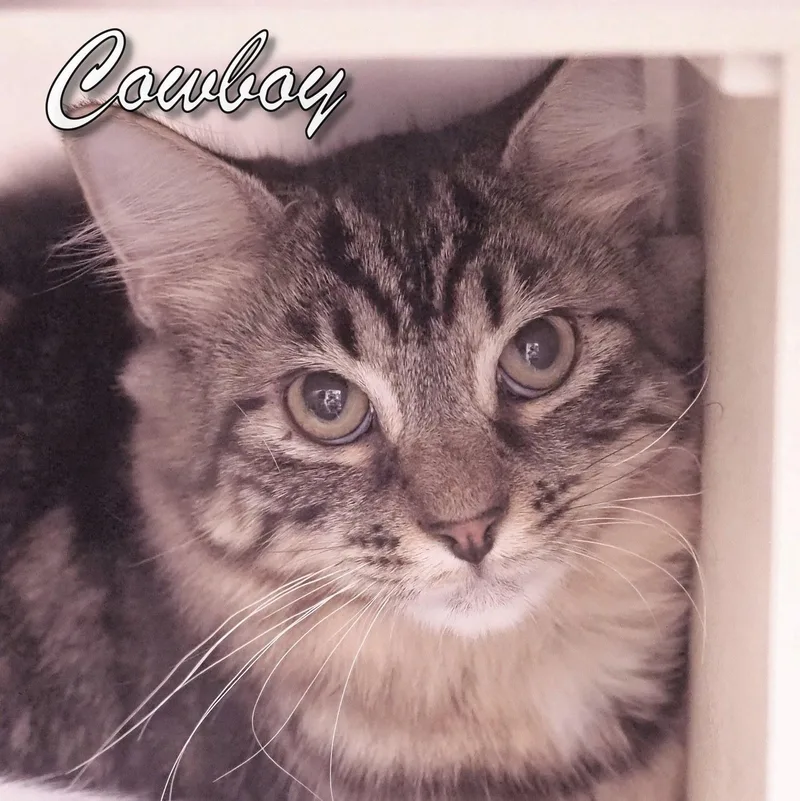 Cowboy